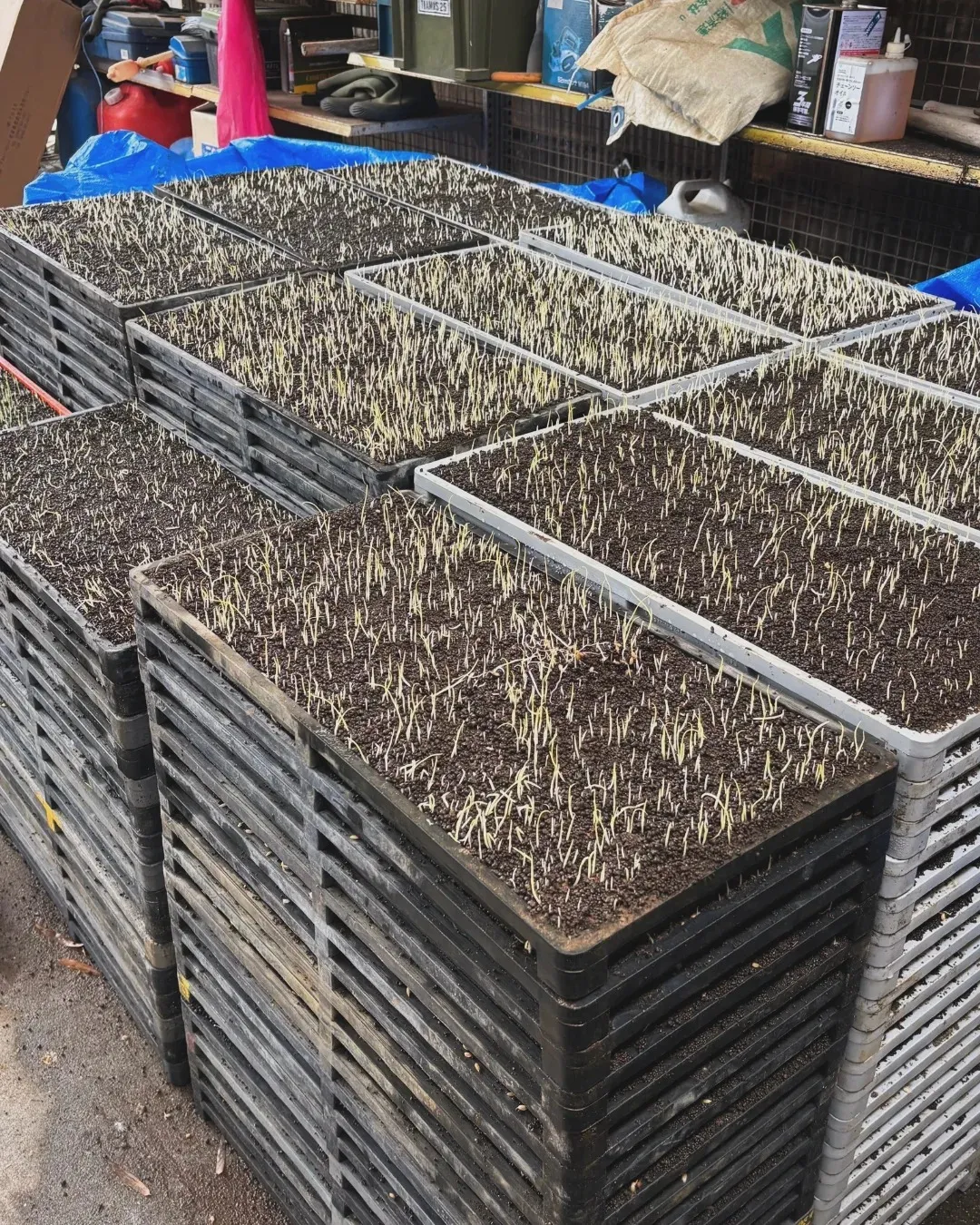 米作りの難しさ