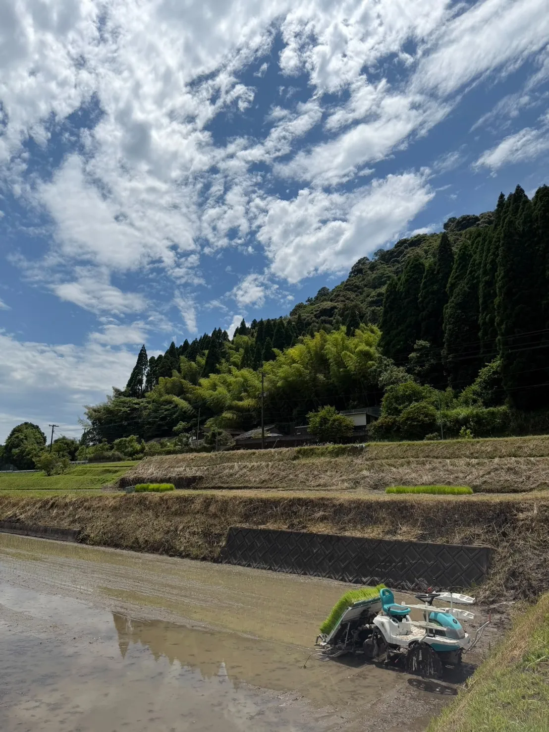 田植え